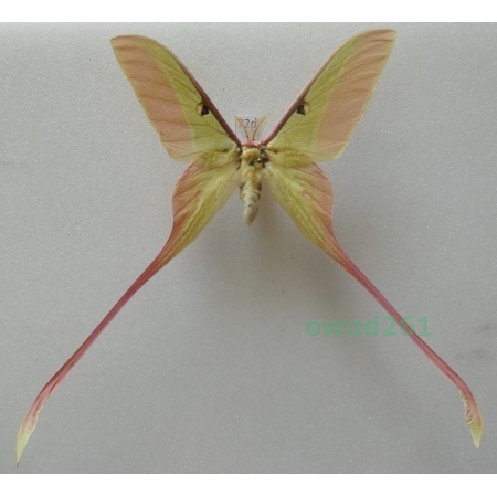 Actias dubernardi (Oberthür, 1897) male ex. ovo China 78mm72d